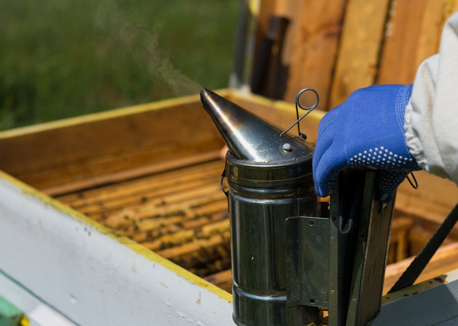 Pest treatment in Carlsbad, CA