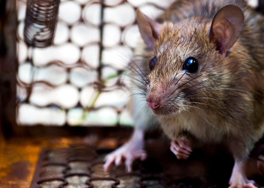 Pest treatment in Cross Roads, TX