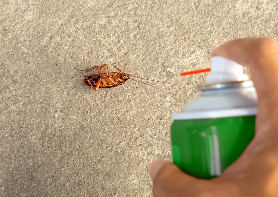 Pest treatment in Fort Mitchell, KY