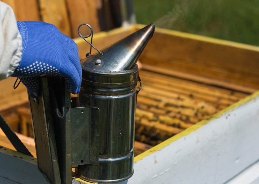 Pest treatment in Apple Valley, CA