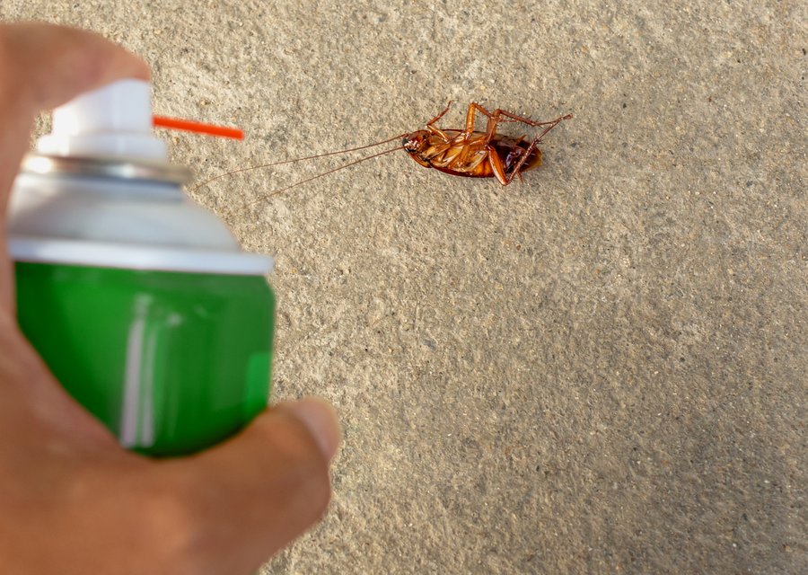 Pest treatment in Devine, TX