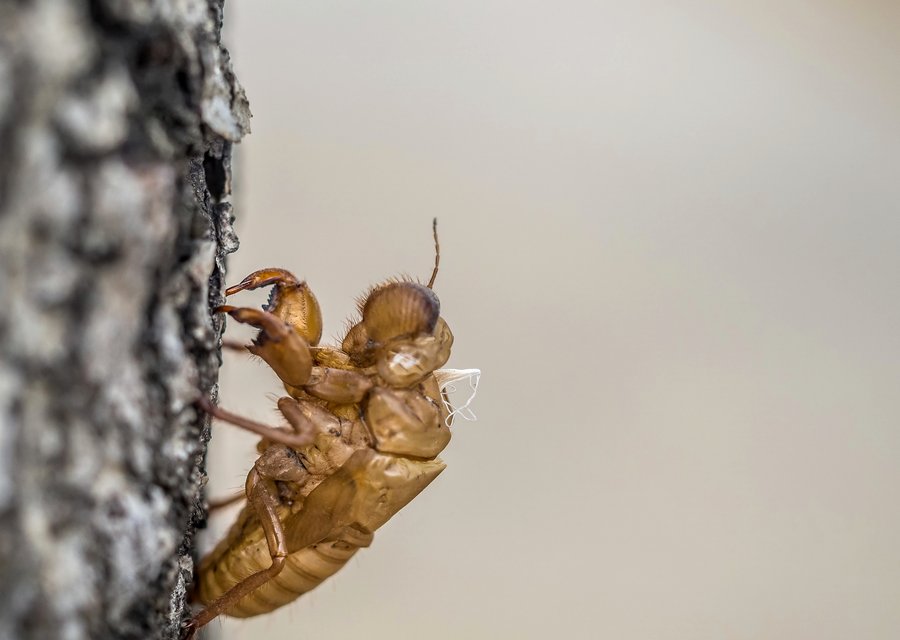 Pest treatment in Upper Macungie, PA