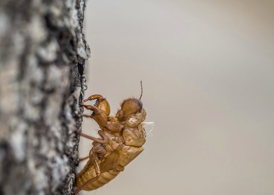 Pest treatment in Churubusco, IN