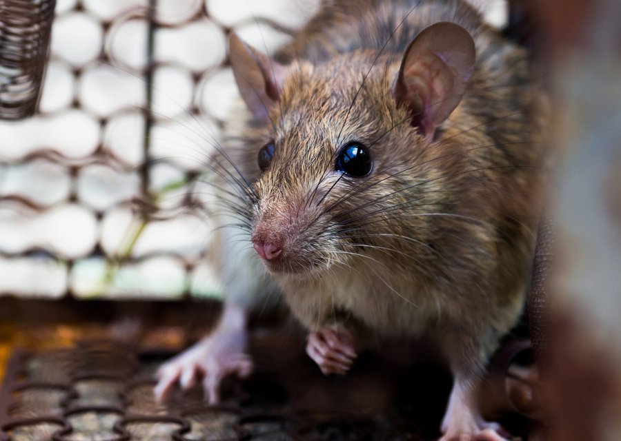 May Exterminating Co pest control work in Berkeley