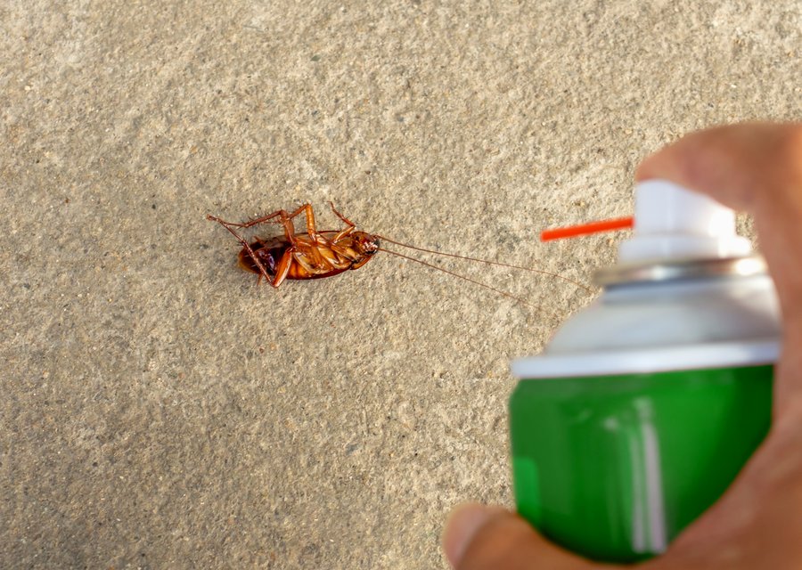 Local exterminator Wales