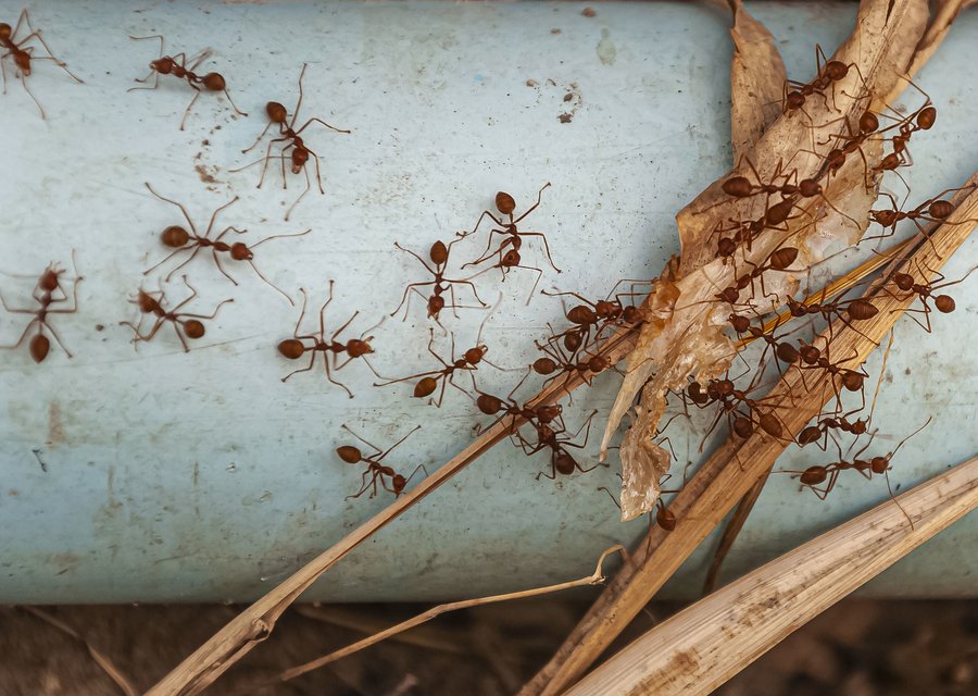 Pest treatment in Berkley, MI