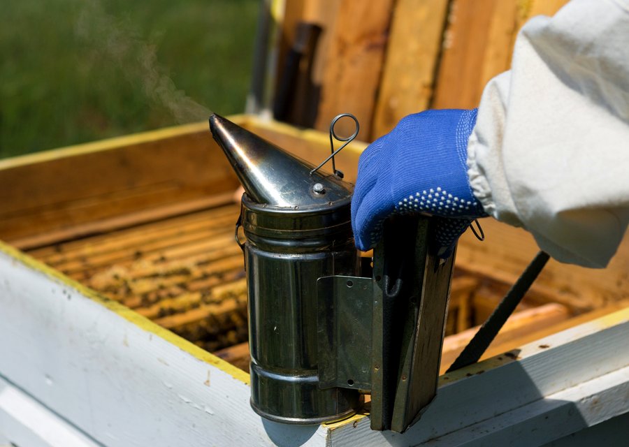 Pest treatment in Allen, TX