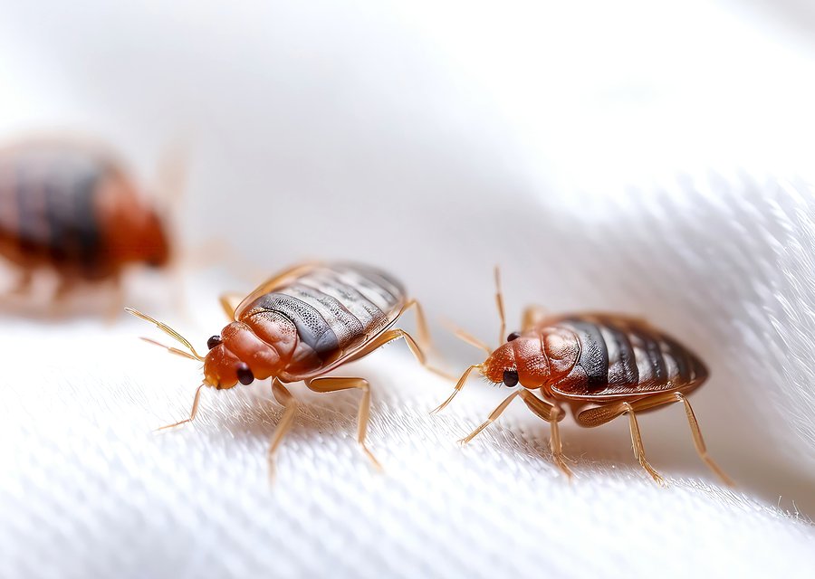 Pest treatment in Campobello, SC