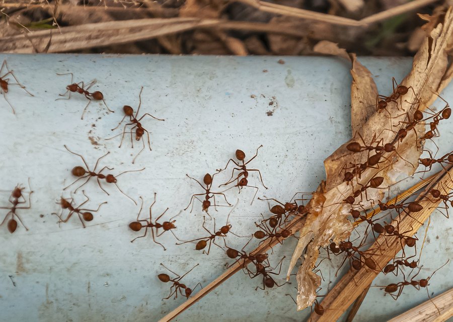 Pest treatment in Degraff, OH