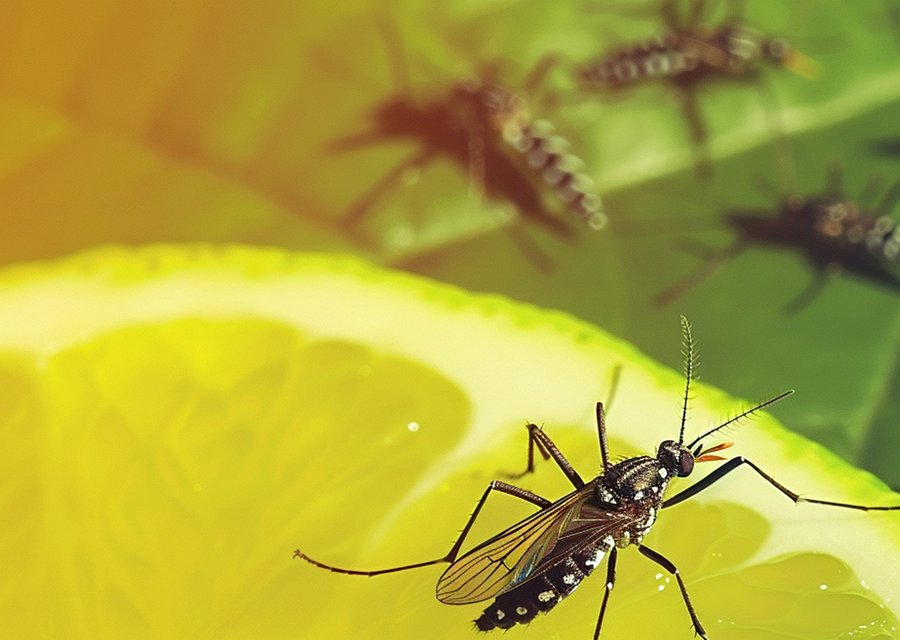 Ambush Pest Control pest control work in Conover