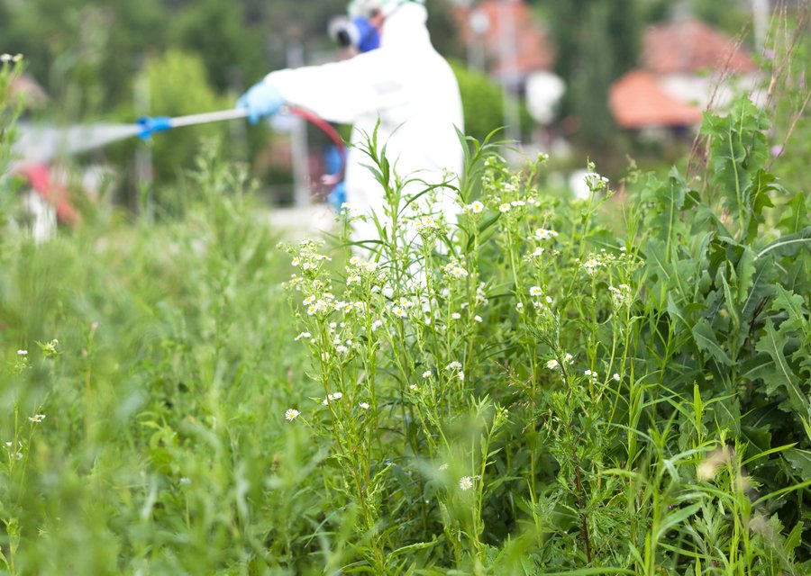 Pest treatment in Dolton, IL