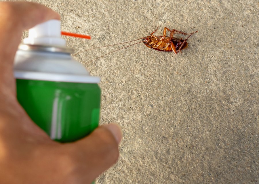 Pest treatment in Vanport, PA