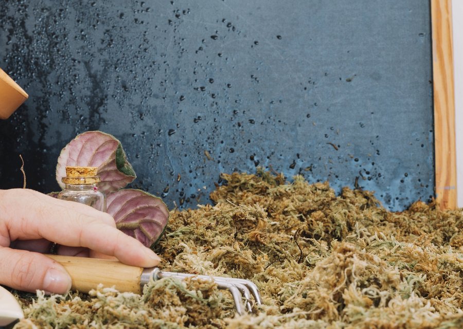 Pest treatment in Islip, NY