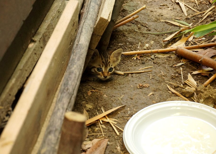 Pest treatment in Brookhaven, NY