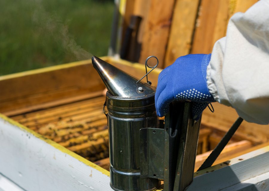 Alternative Exterminating pest control work in East Greenwich