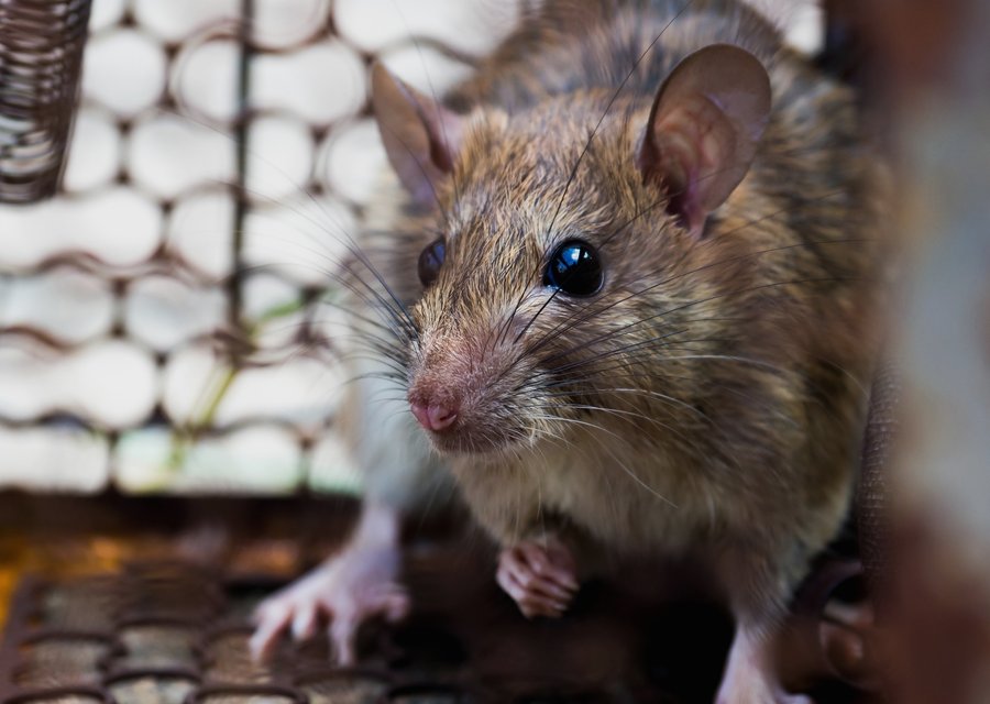 Pest Avengers pest control work in Fowlerville