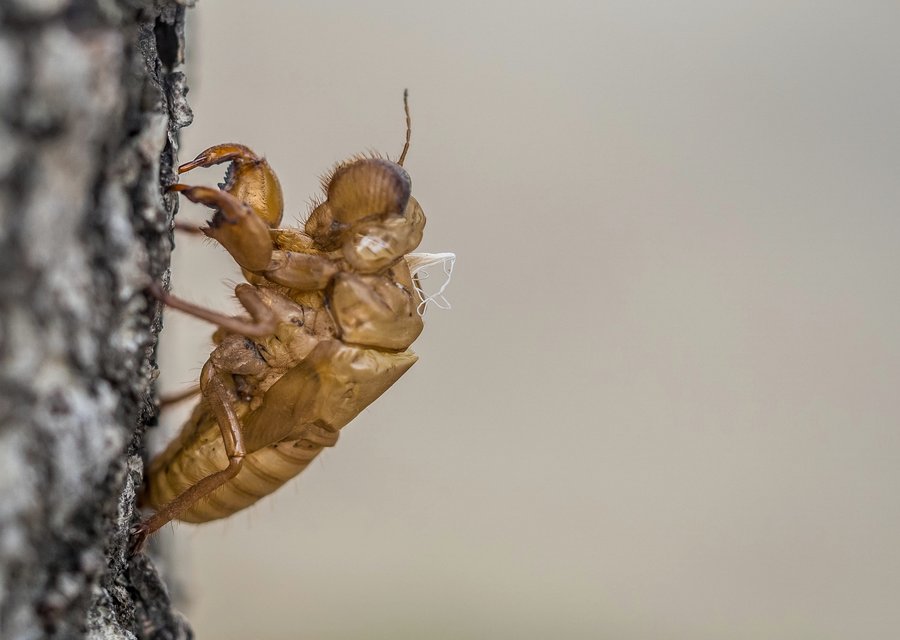 Pest treatment in Chester, NJ