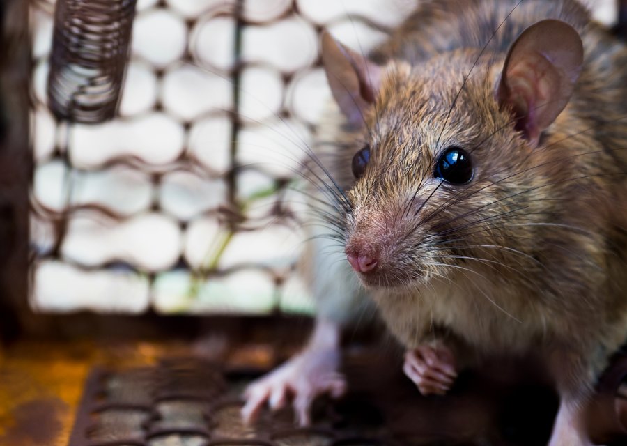 Local exterminator Bergenfield