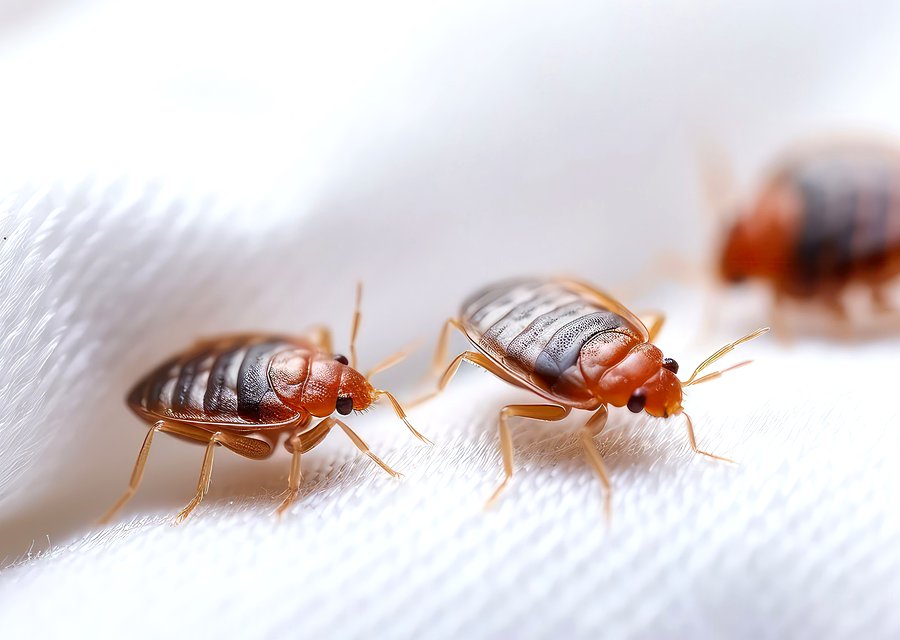 Organic Tick & Mosquito Treatment pest control work in Salisbury