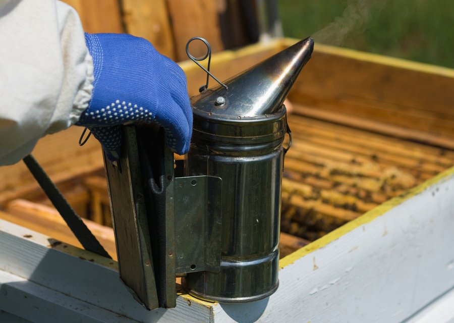 Pest treatment in Chapin, SC
