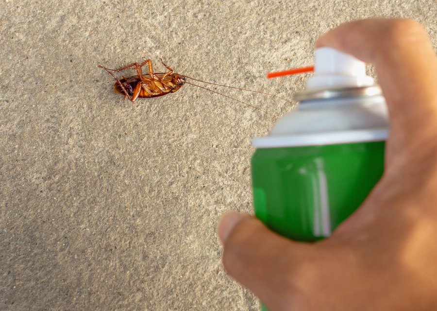 Pest treatment in Amery, WI