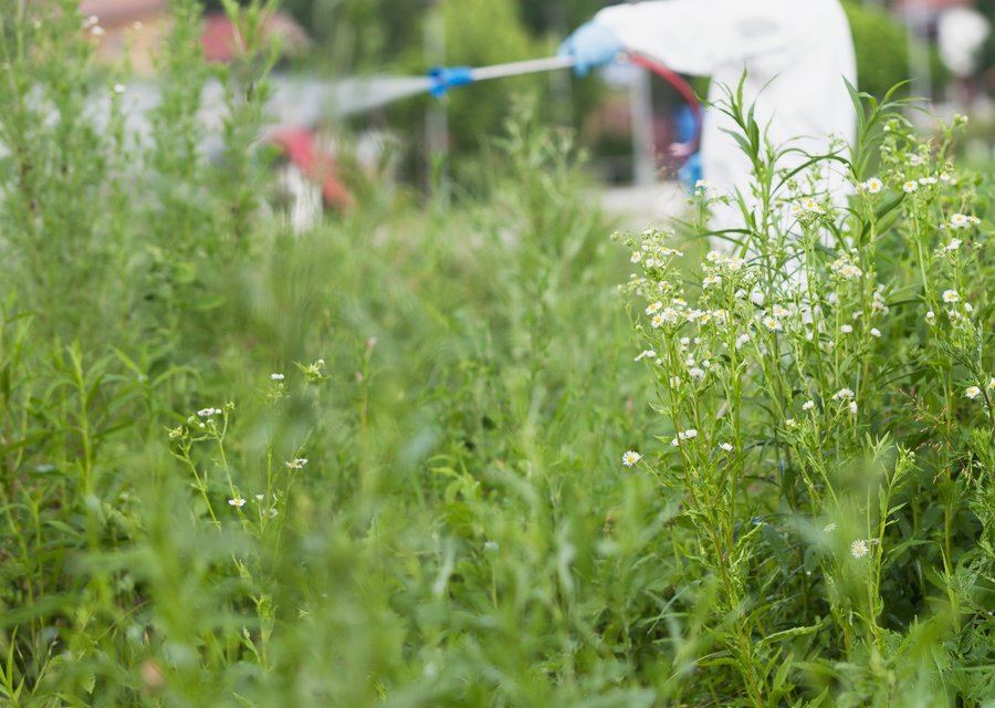 Pest treatment in Coleman, WI