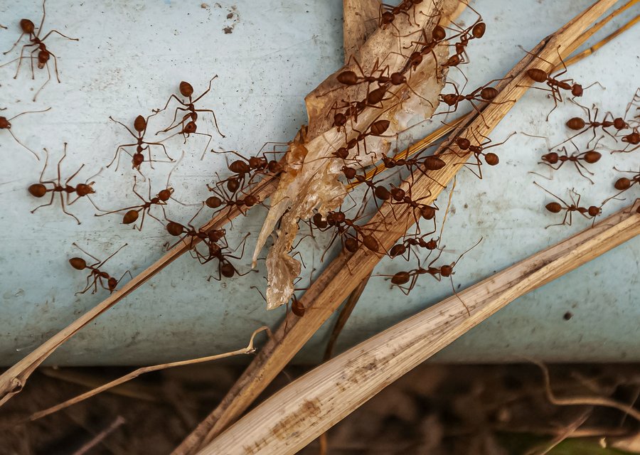 Leos Pest Control LLC pest control work in Boring