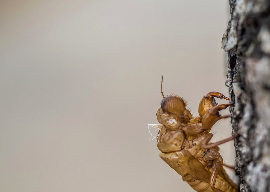 General Pest Control pest control work in Eudora