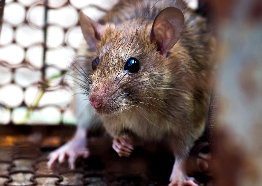 Delsea Termite and Pest Control pest control work in Colon
