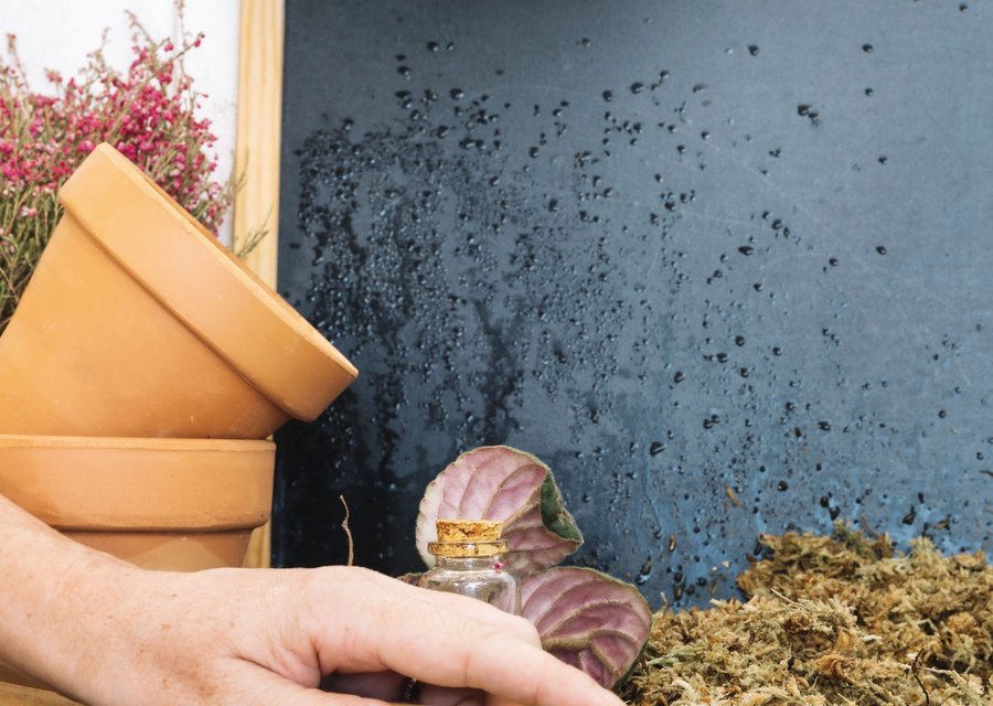 Pest treatment in Colon, MI