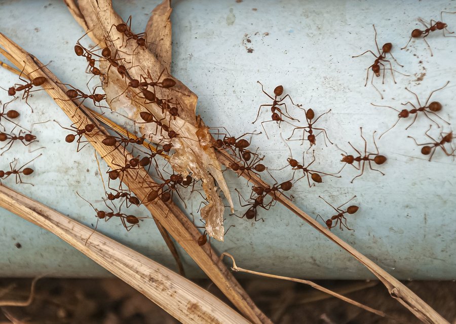 Pest treatment in Boston, MA
