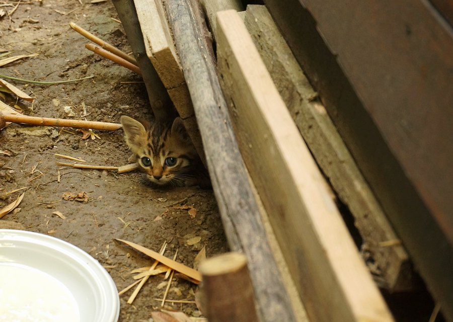 Graduate Pest Solutions pest control work in Hamilton
