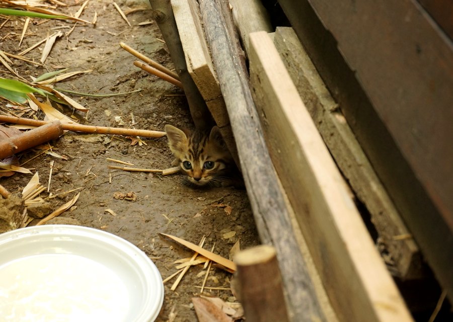 Laughlin's Pest Control pest control work in Clinton