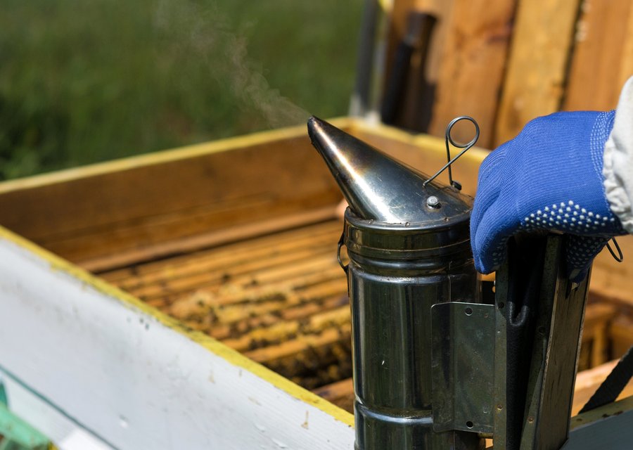 Pest treatment in Andrews Air Force Base, MD