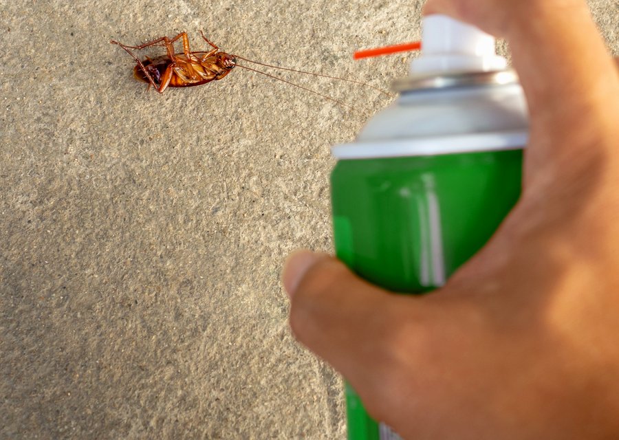 In-Control Pest & Termite Services pest control work in Ridley