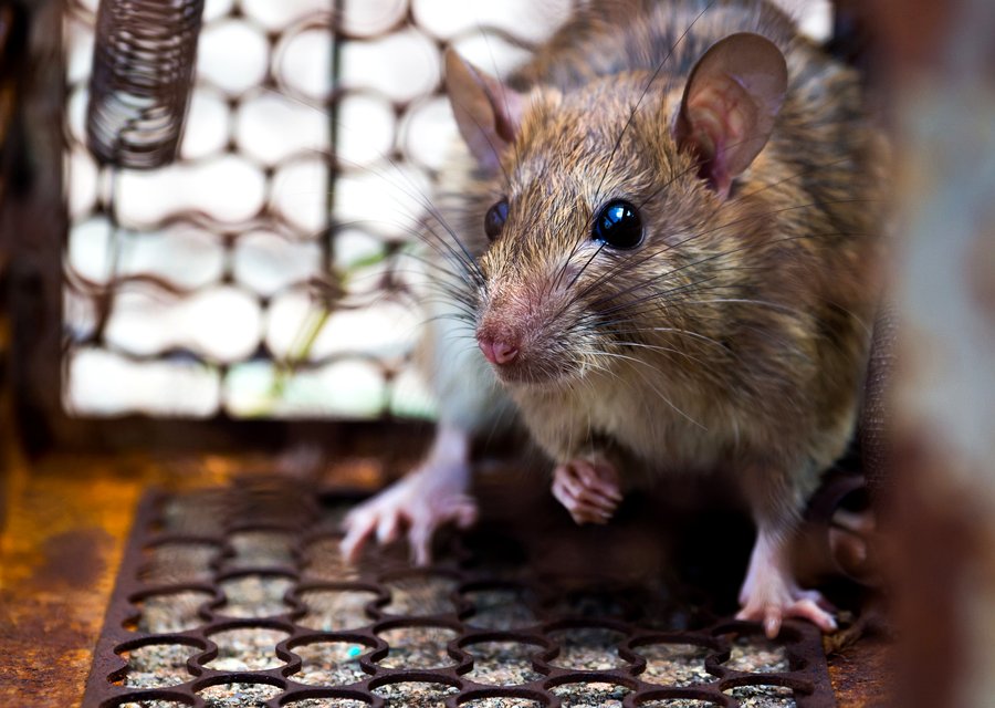 Green Pest Control pest control work in Dorr