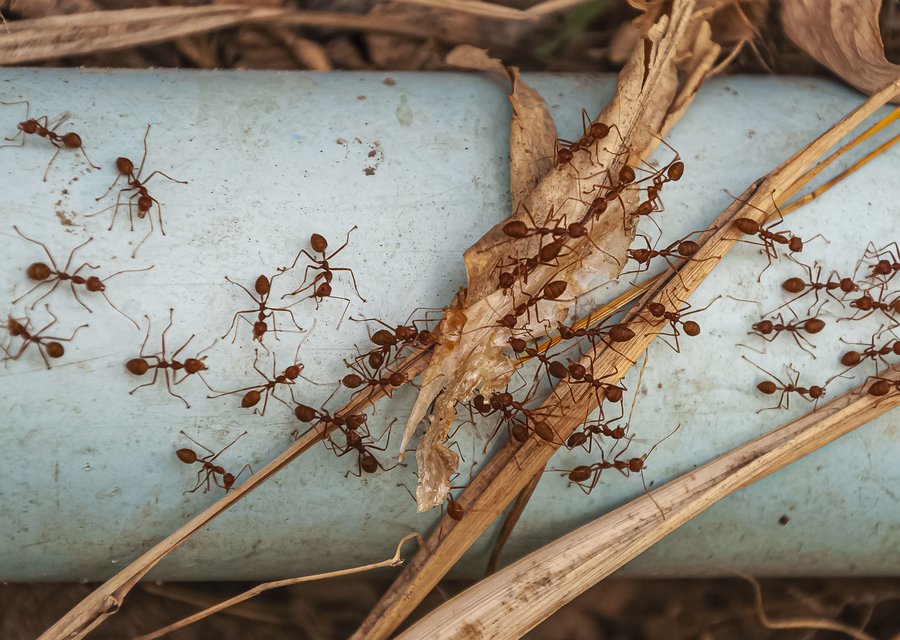 Pest treatment in Beloit, OH