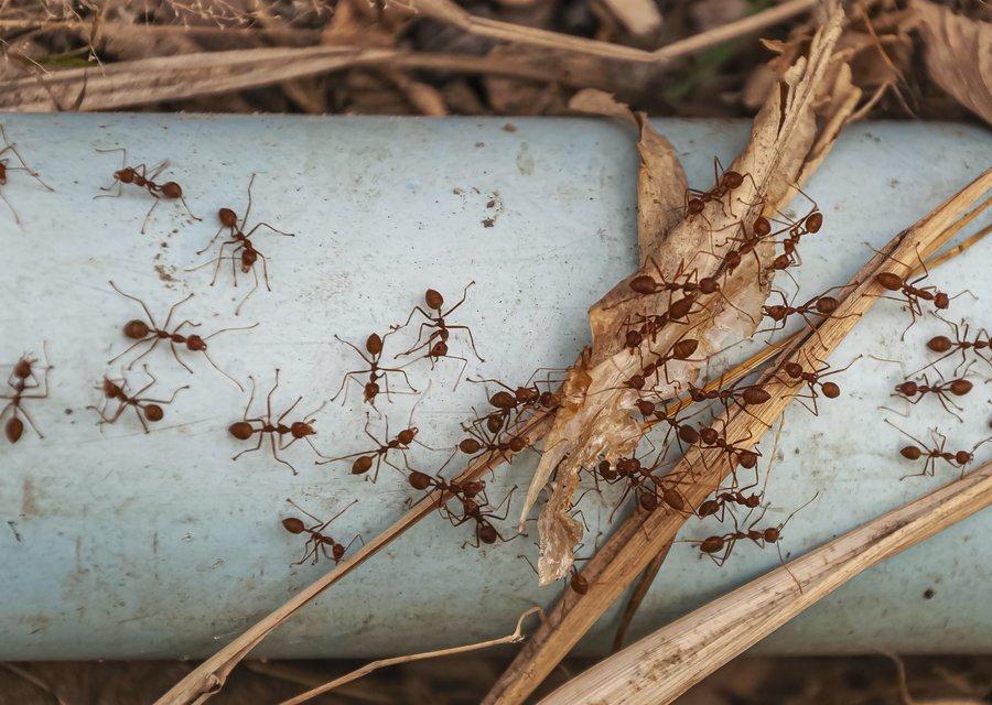 Champion Exterminating pest control work in Pleasantville