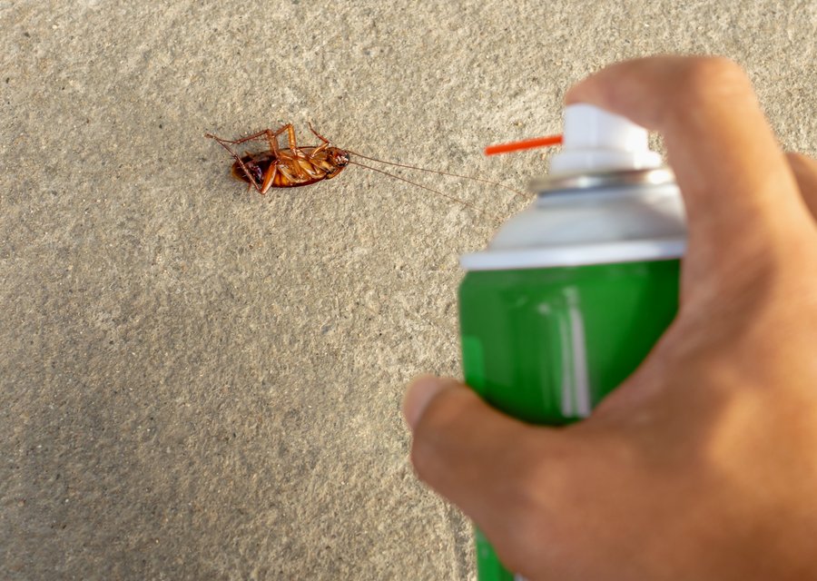 Pest treatment in Cassatt, SC