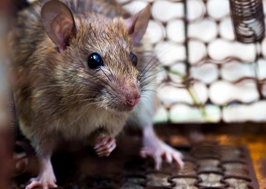 Pest treatment in Douglass, PA