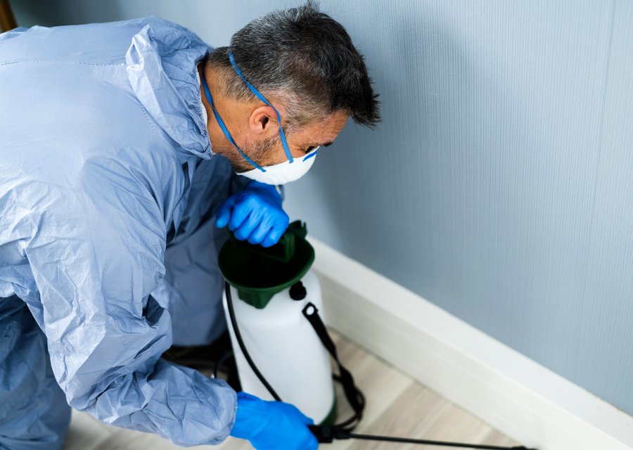 Pest treatment in Carol Stream, IL