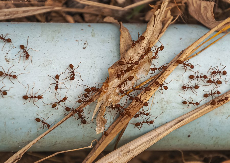 Hornets Pest Control pest control work in East Providence