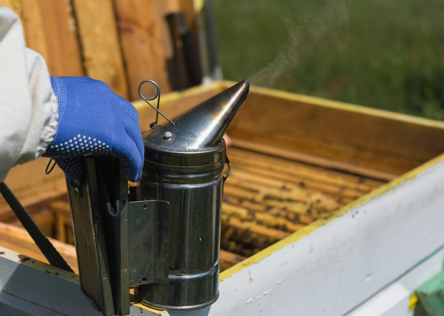 Pest treatment in East Providence, RI