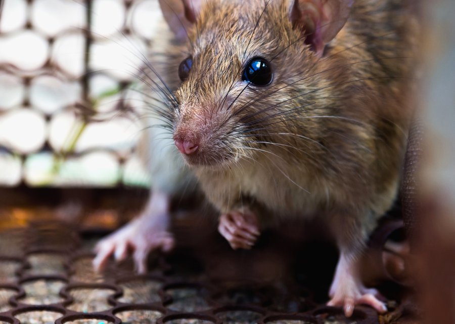 Pest treatment in Barnwell, SC