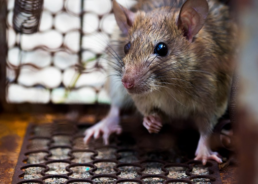 Pest treatment in Deltaville, VA