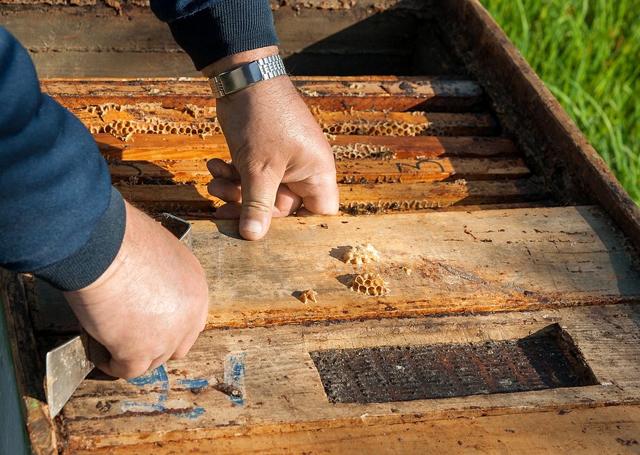 Cheap Pest and Termite Contol Services pest control work in Elk River