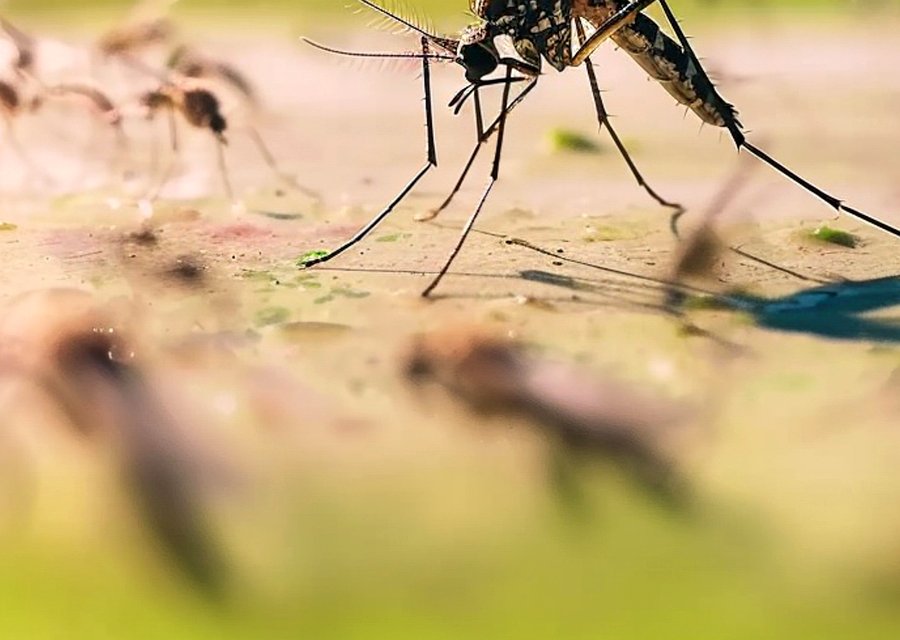 Local exterminator Blackville