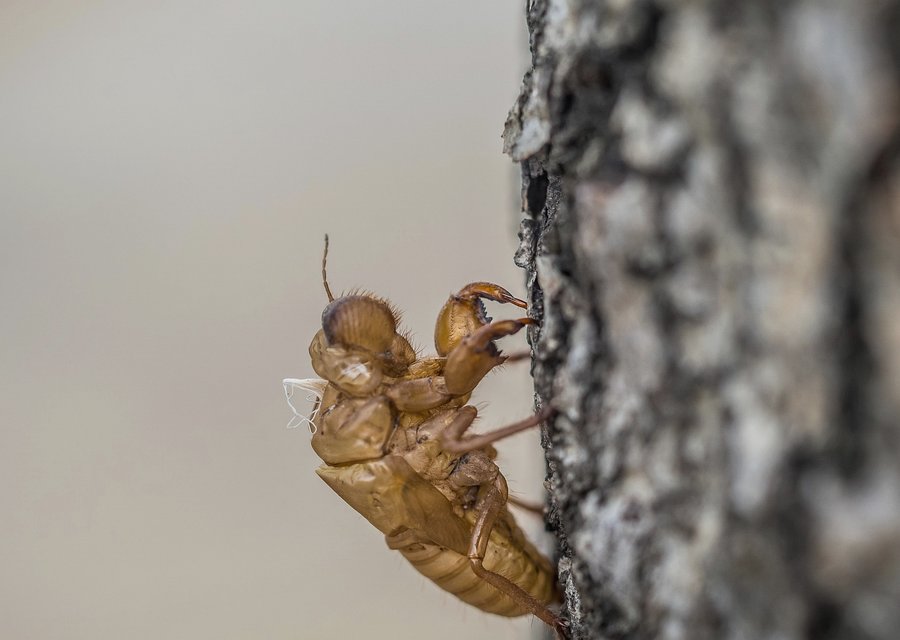 Pest treatment in Elm Grove, WI