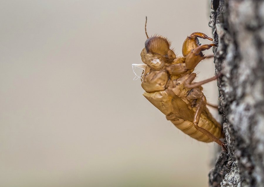 Apache Animal & Pest Services pest control work in Carmel