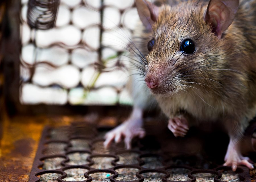 MGK Insect Control Solutions pest control work in Leavenworth